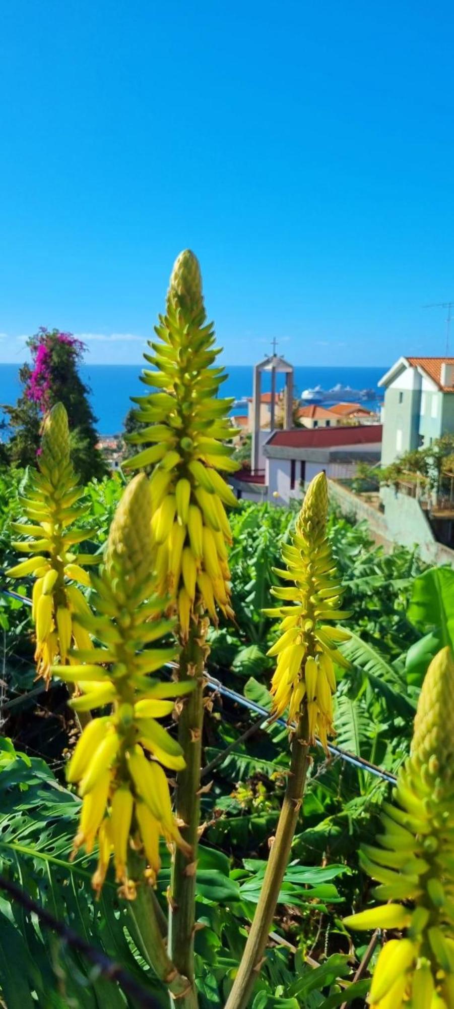 Villa Catanho Funchal  Exterior photo